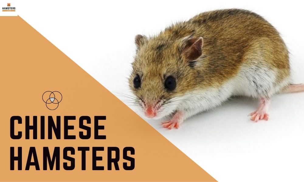 Chinese Hamsters