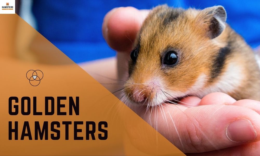 Golden hamster