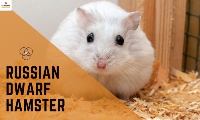 Hamsters Free Porn