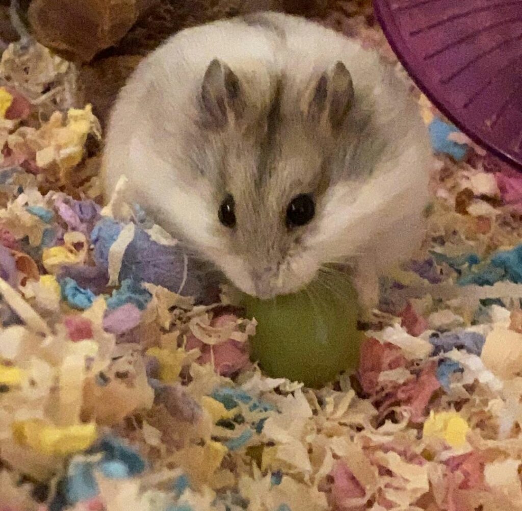 Are Grapes Healthy for your Hamster