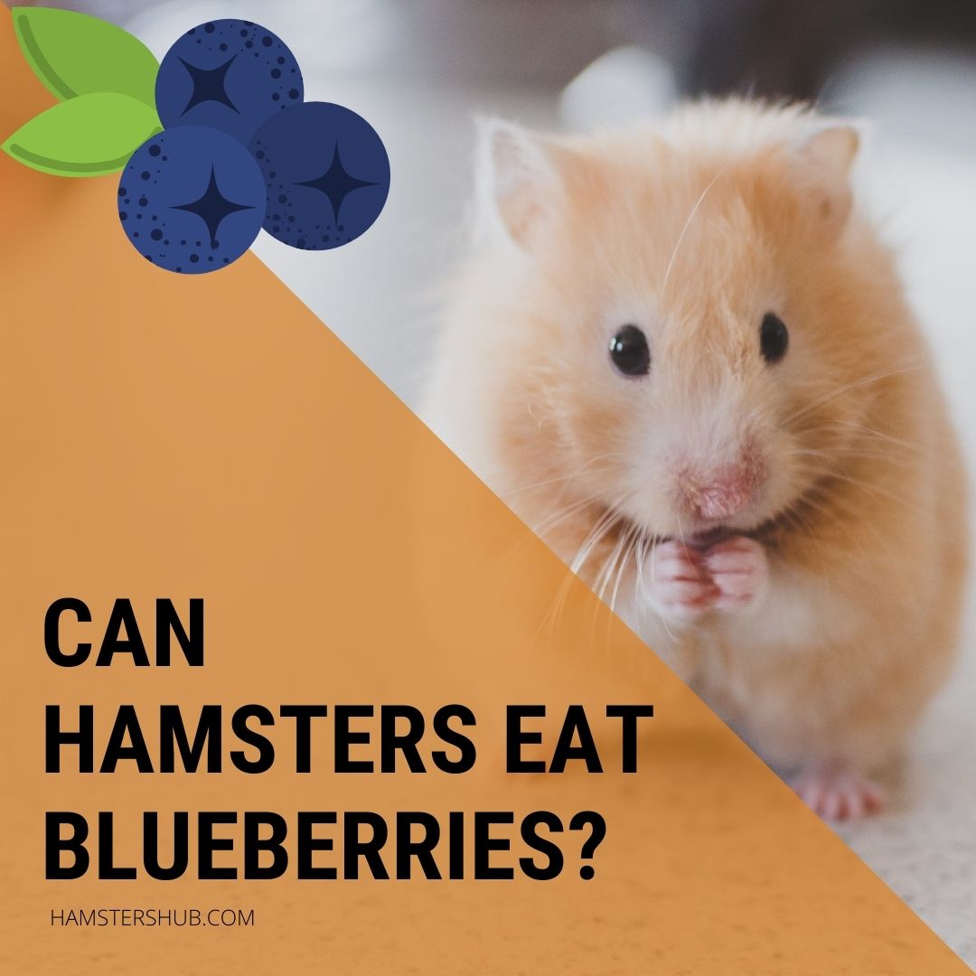 Can Hamsters Eat Blueberries?