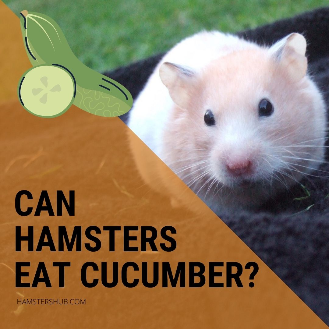 Can Hamsters Eat Cucumber?
