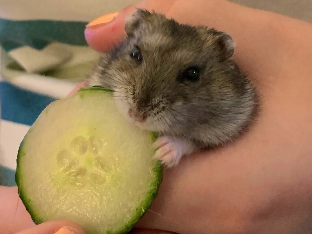 Can Hamsters Eat Cucumber