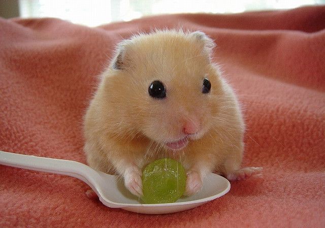 Can Hamsters Eat Grapes