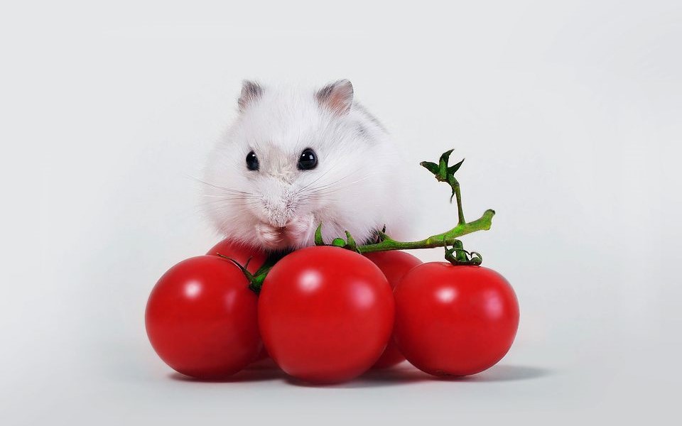 Can Hamsters Eat Tomatoes?