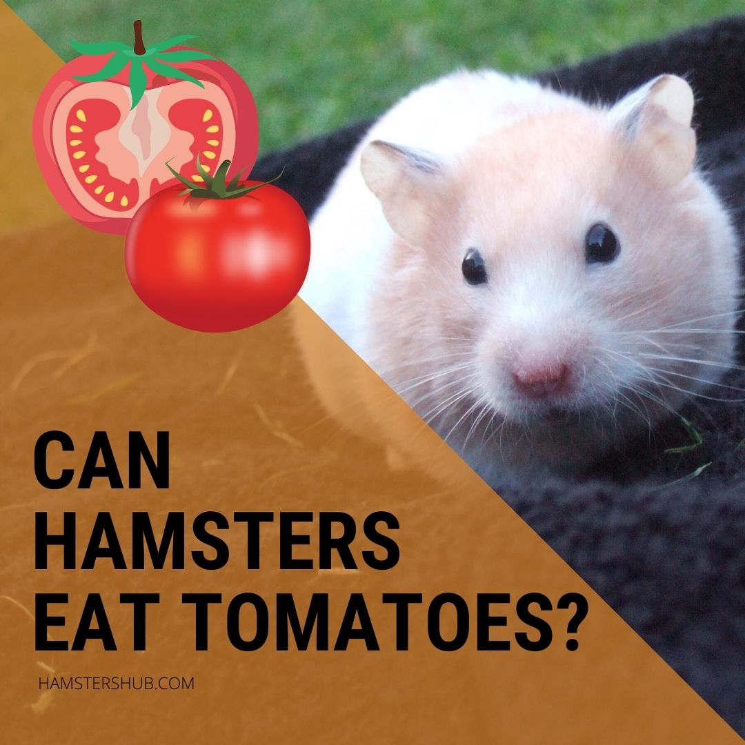Can Hamsters Eat Tomatoes