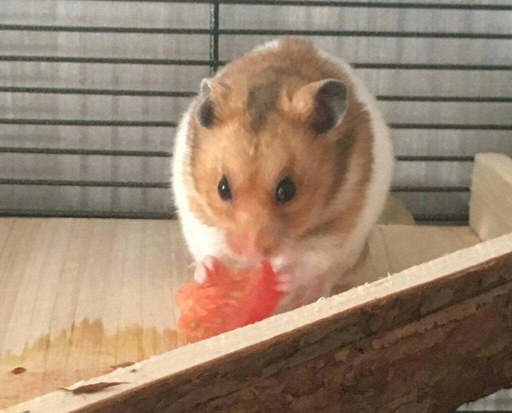 Do Hamsters like Tomatoes?