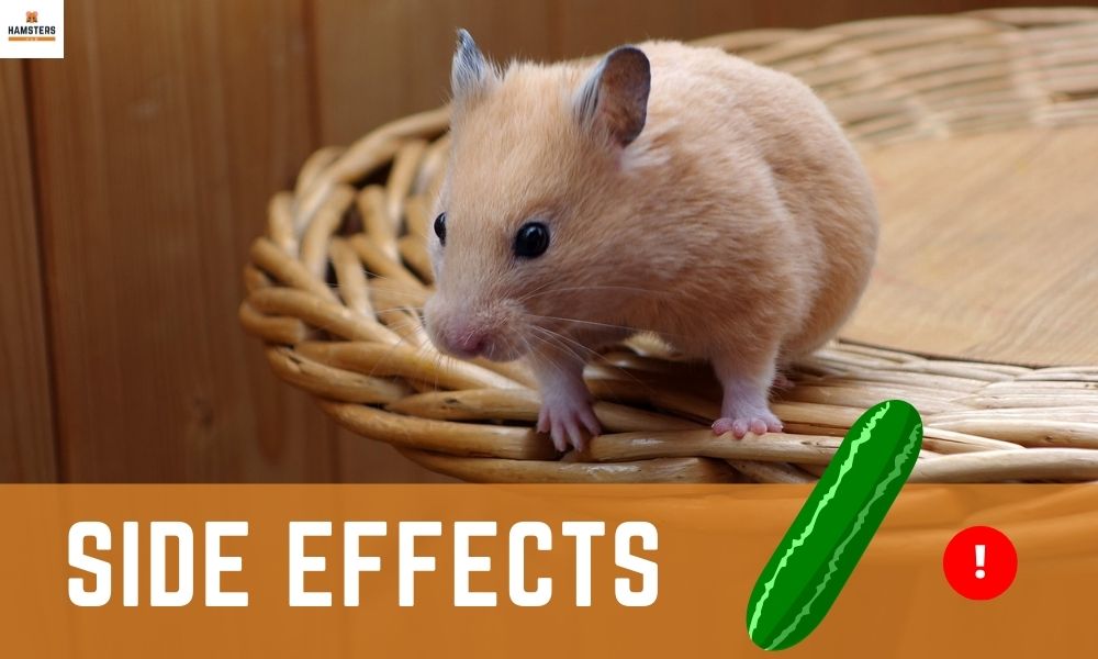 Side effects of Cucumber to your Hamsters?