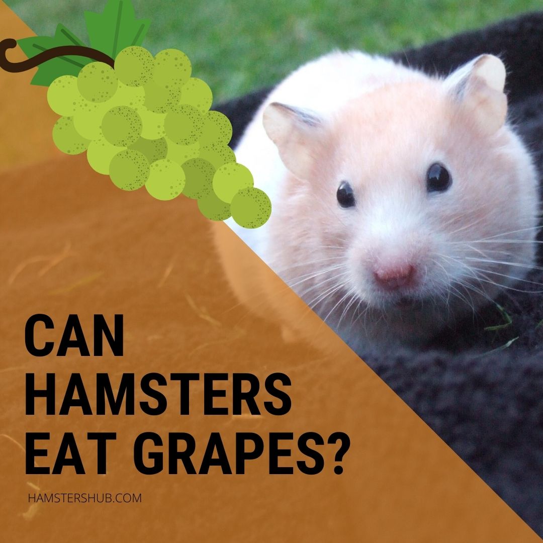 Can Hamsters Eat Grapes