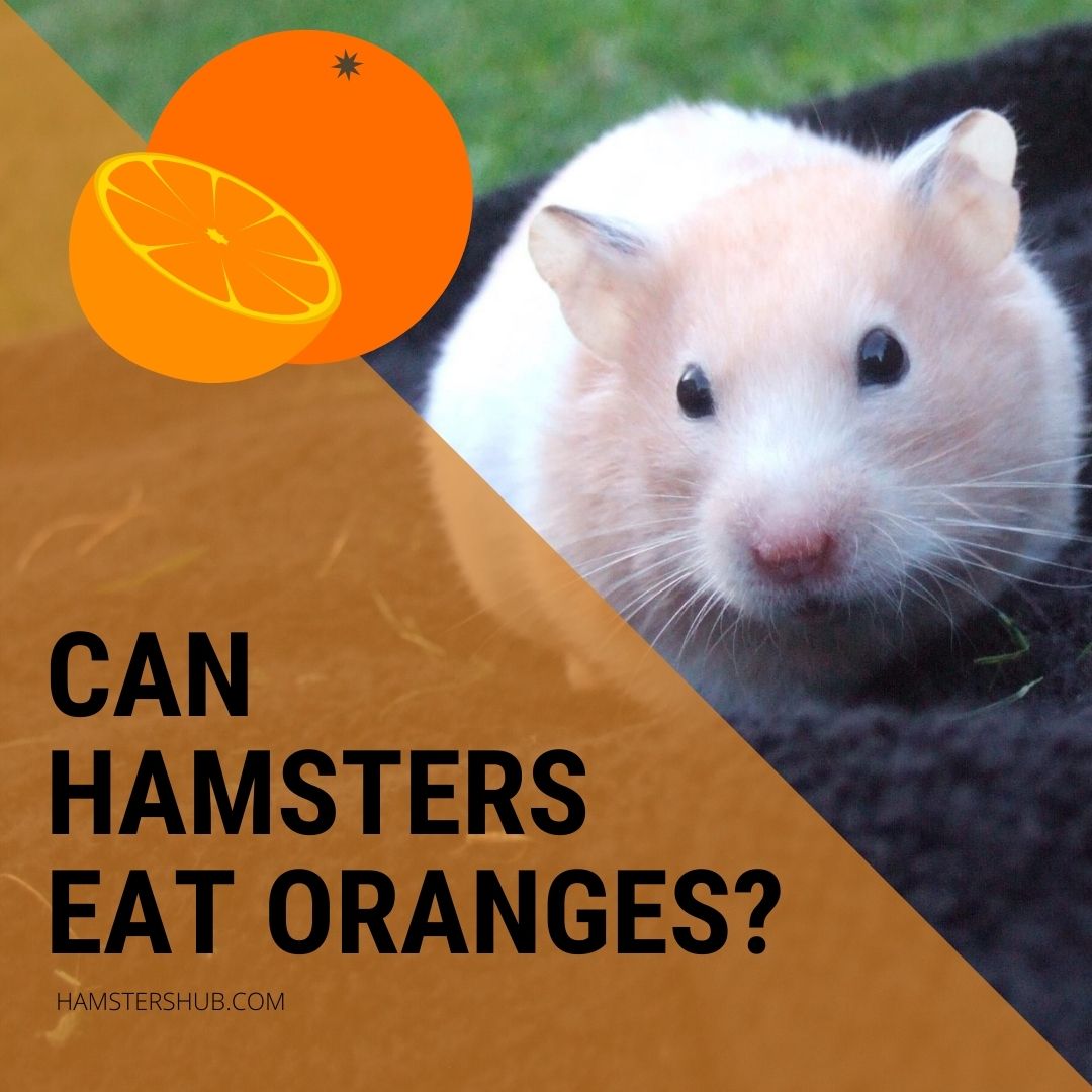can hamsters eat oranges