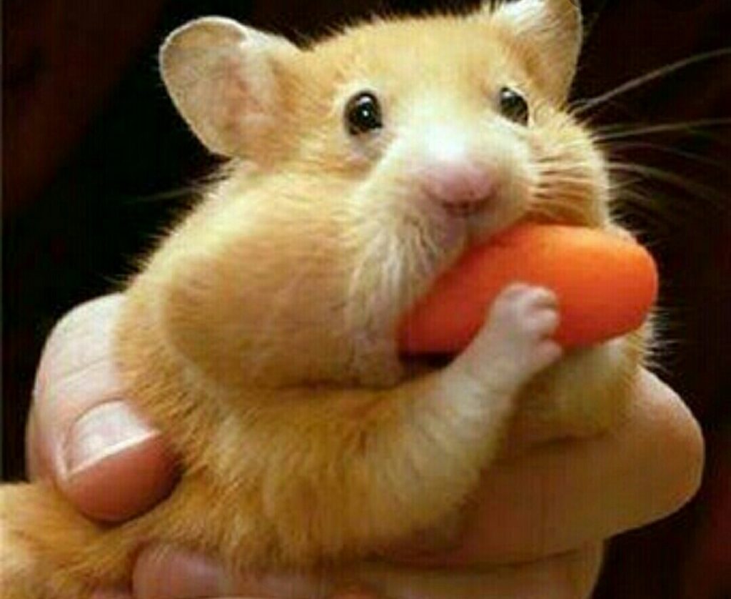 Can Hamsters Eat Carrots