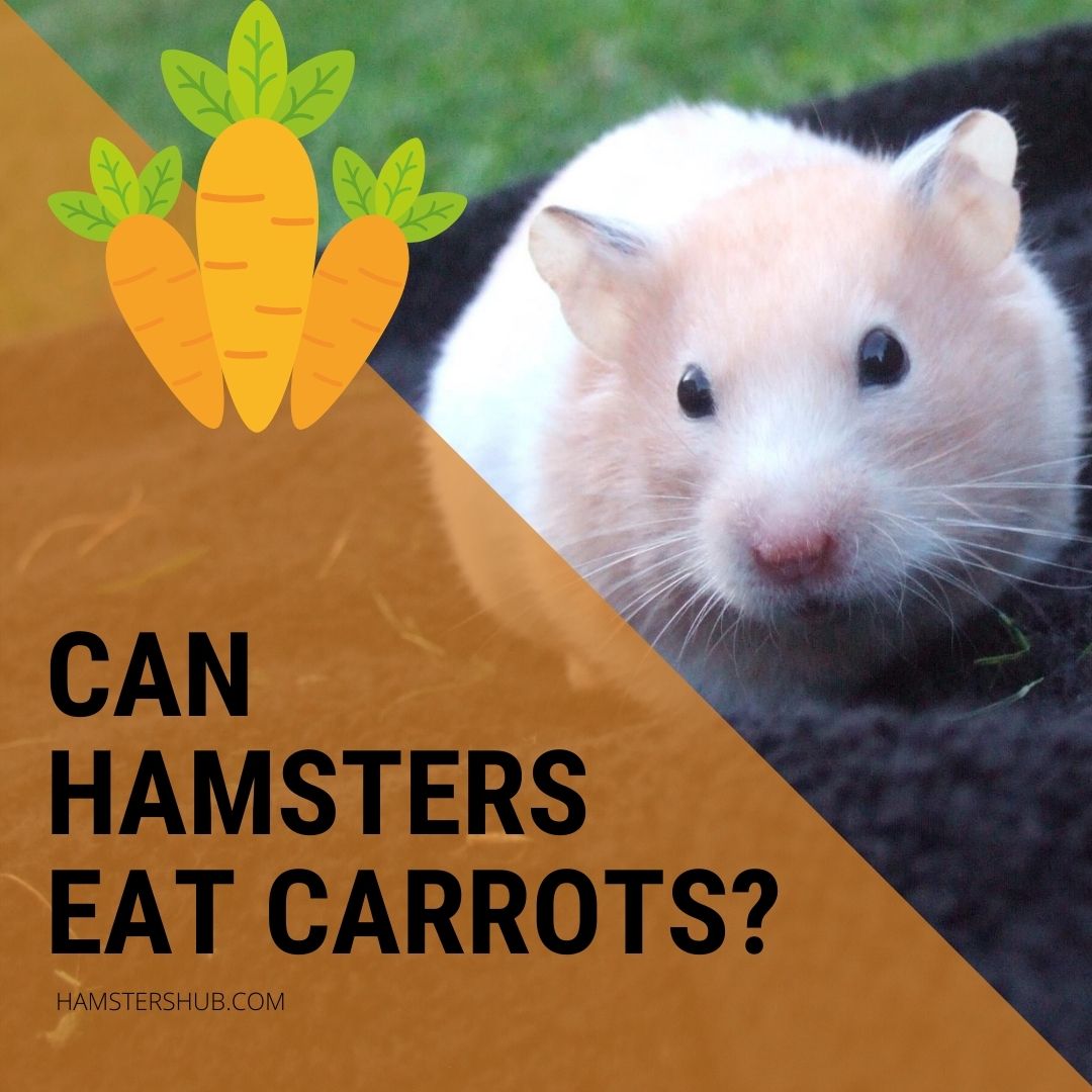 Can Hamsters Eat Carrots? Things you should Know – HamstersHub