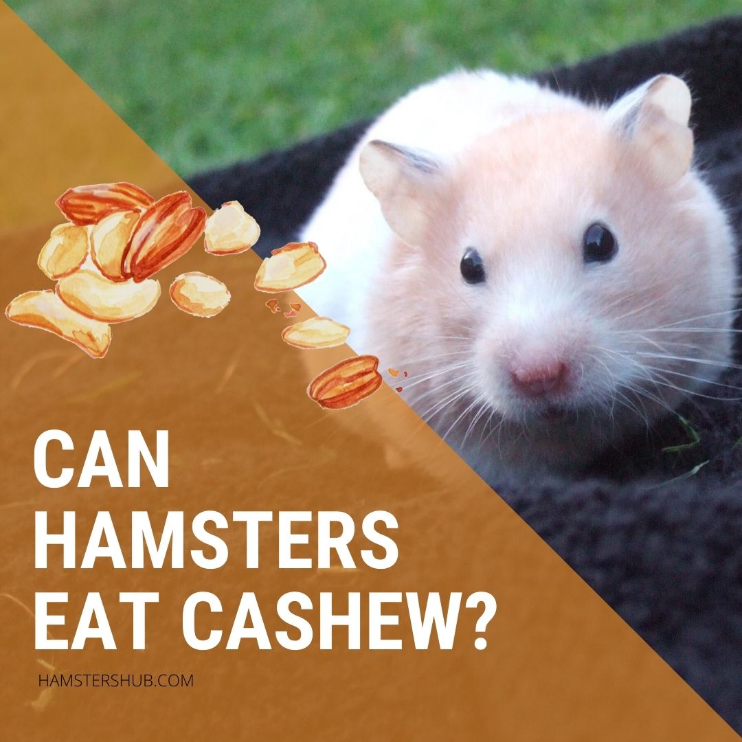 Can Hamsters Eat Cashew