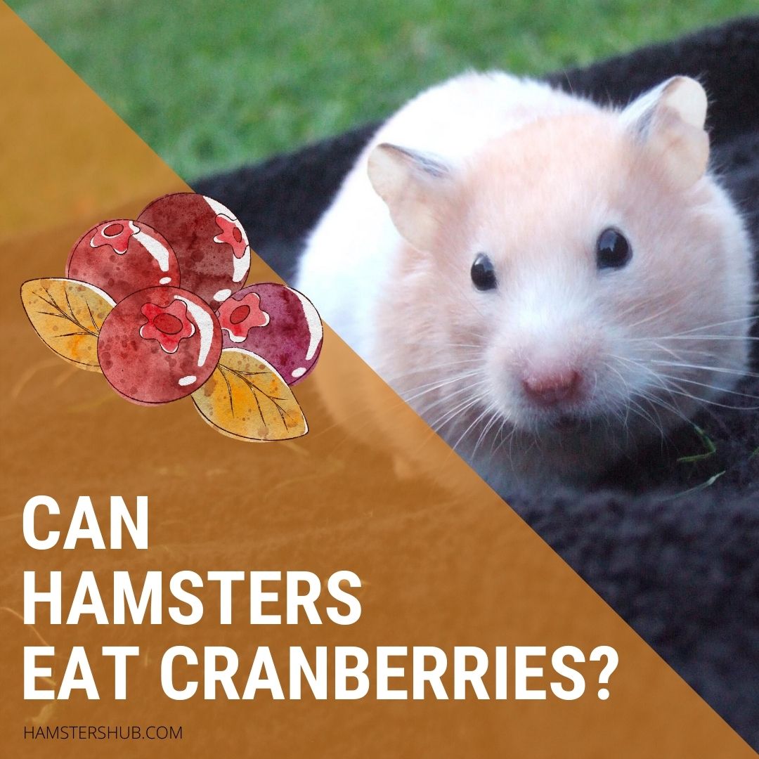 Can Hamsters Eat Cranberries?