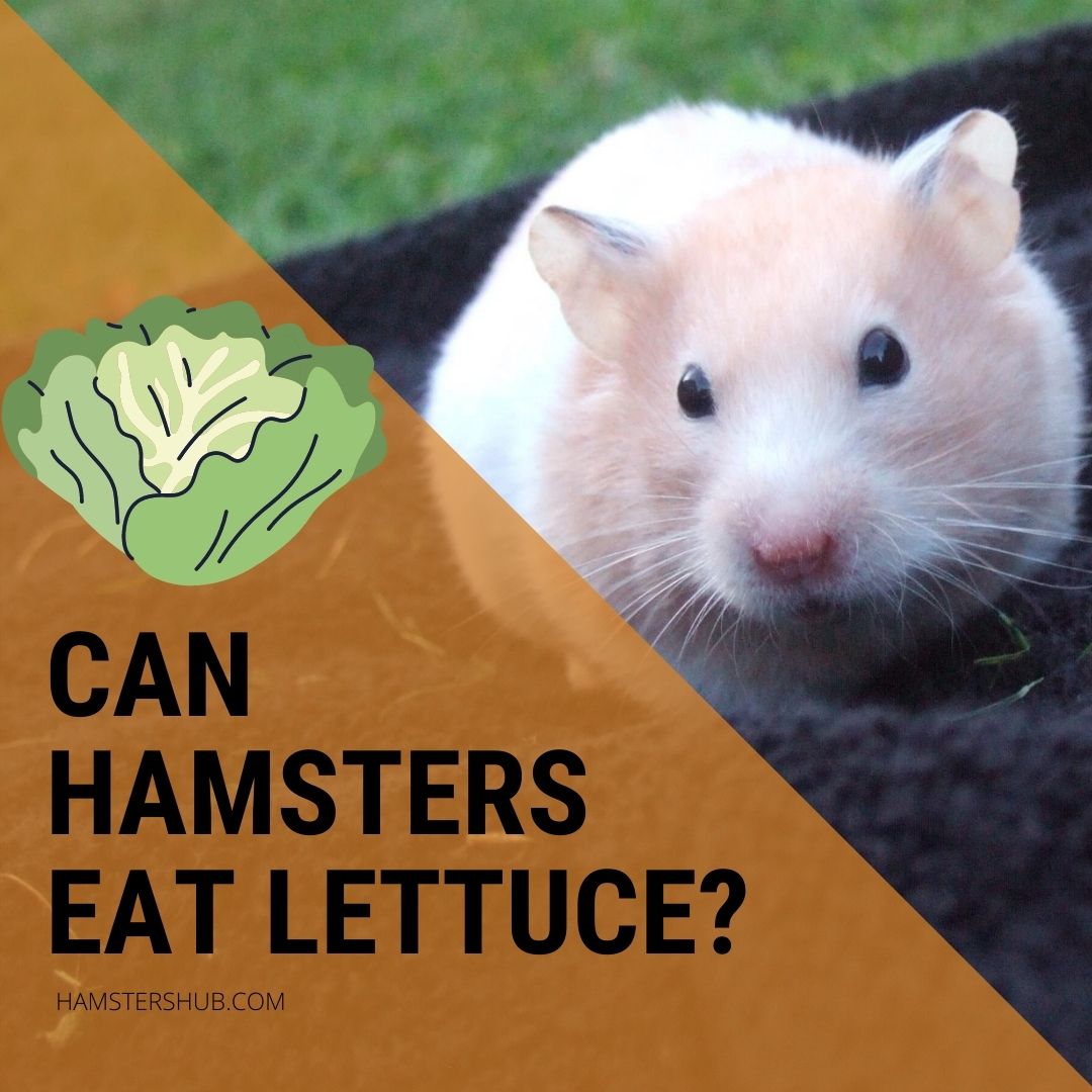 Can Hamsters Eat Lettuce