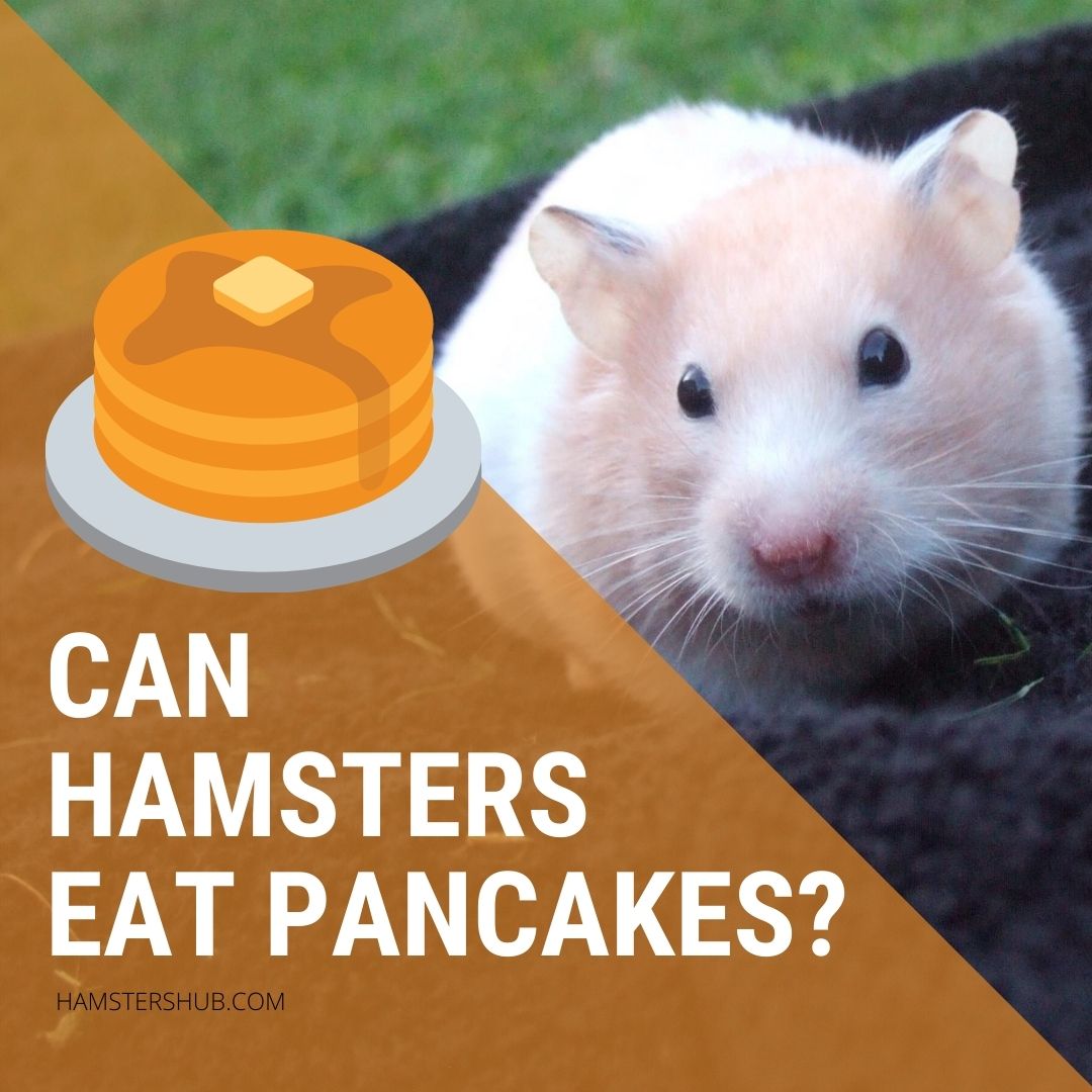 Can Hamsters Eat Pancakes?