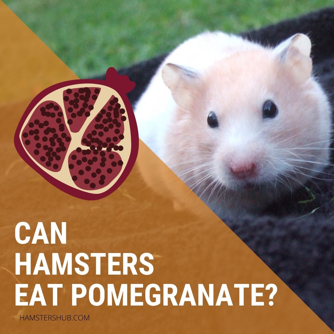 Can Hamsters Eat Pomegranate?