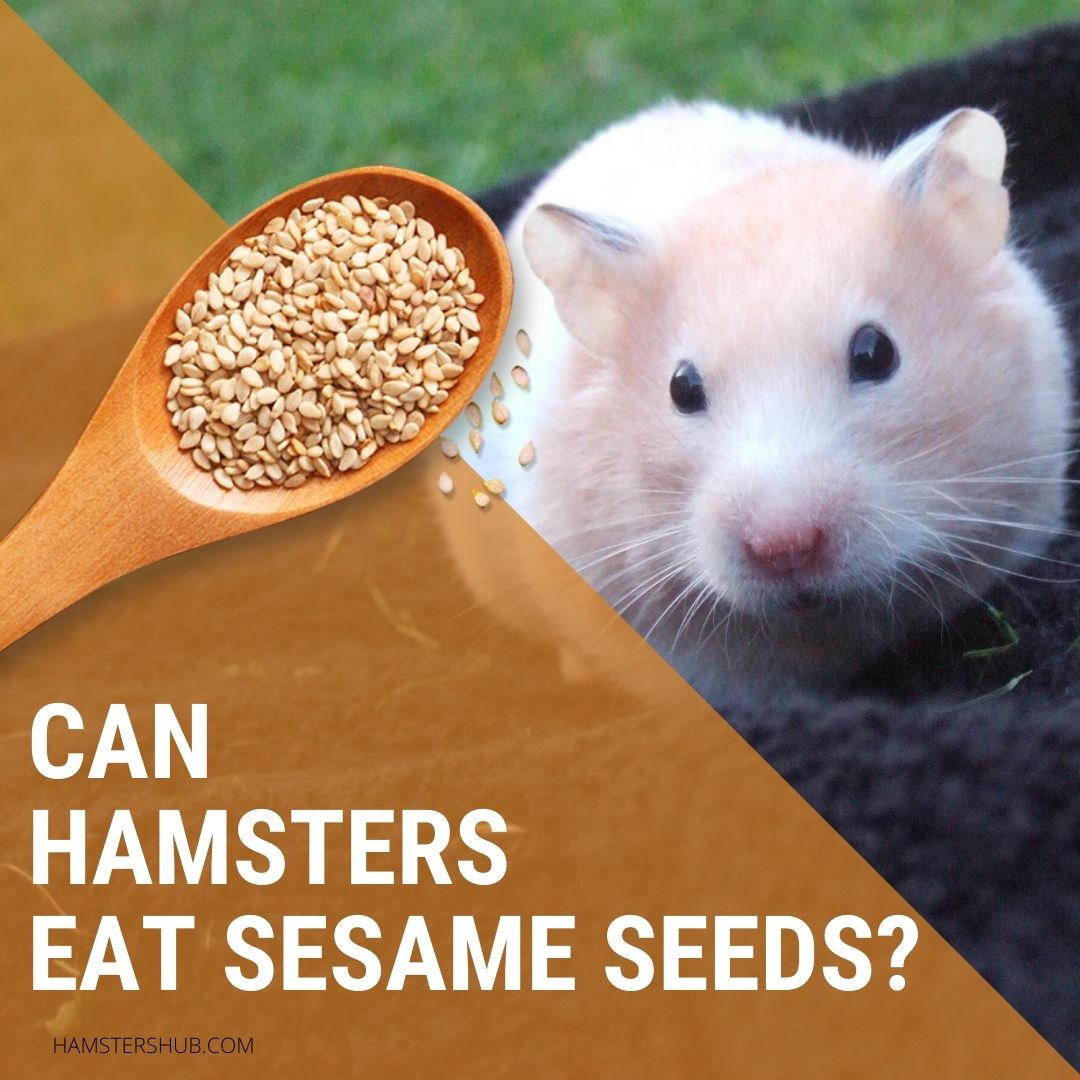 Can Hamsters Eat Sesame Seeds?