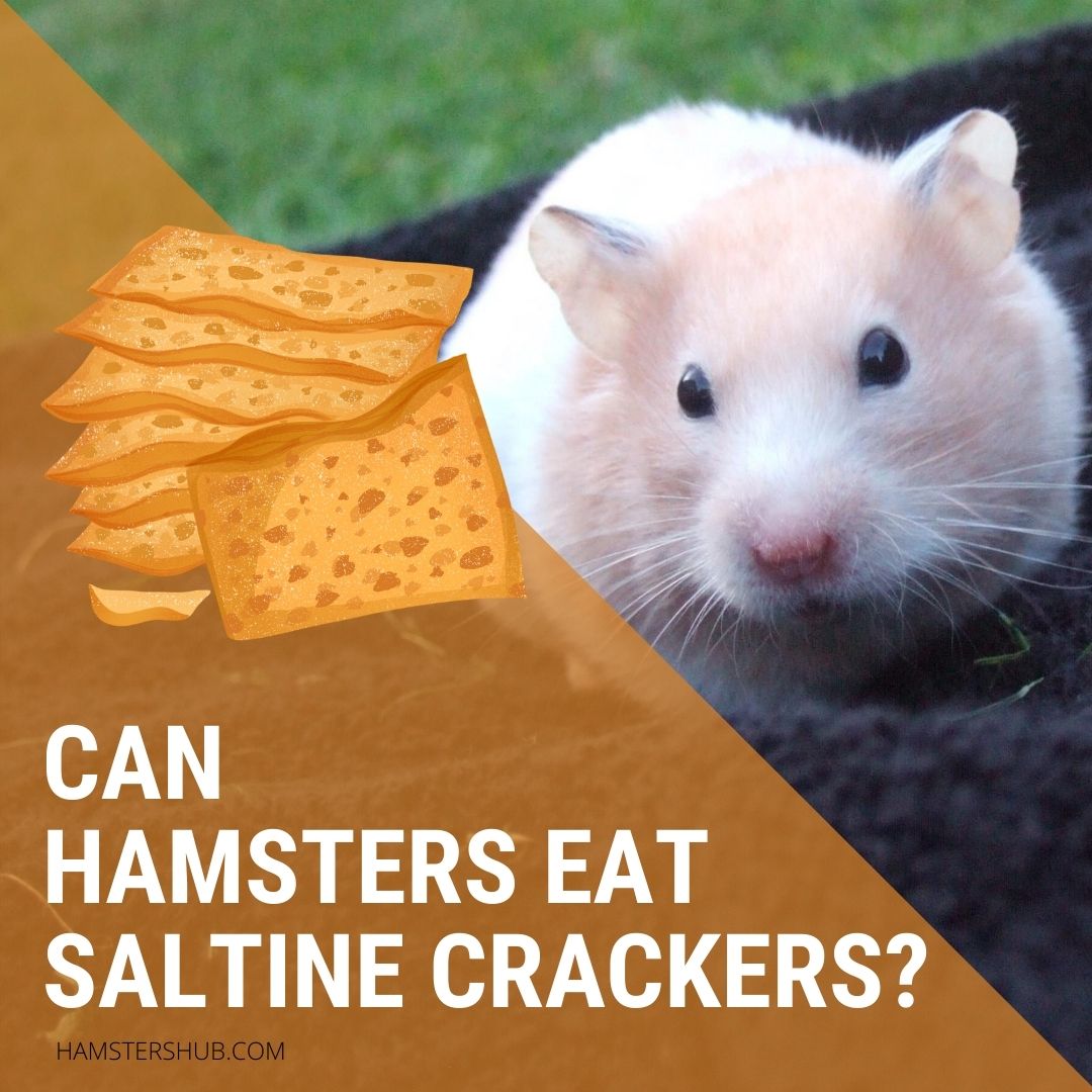 Can Hamsters Eat Saltine Crackers