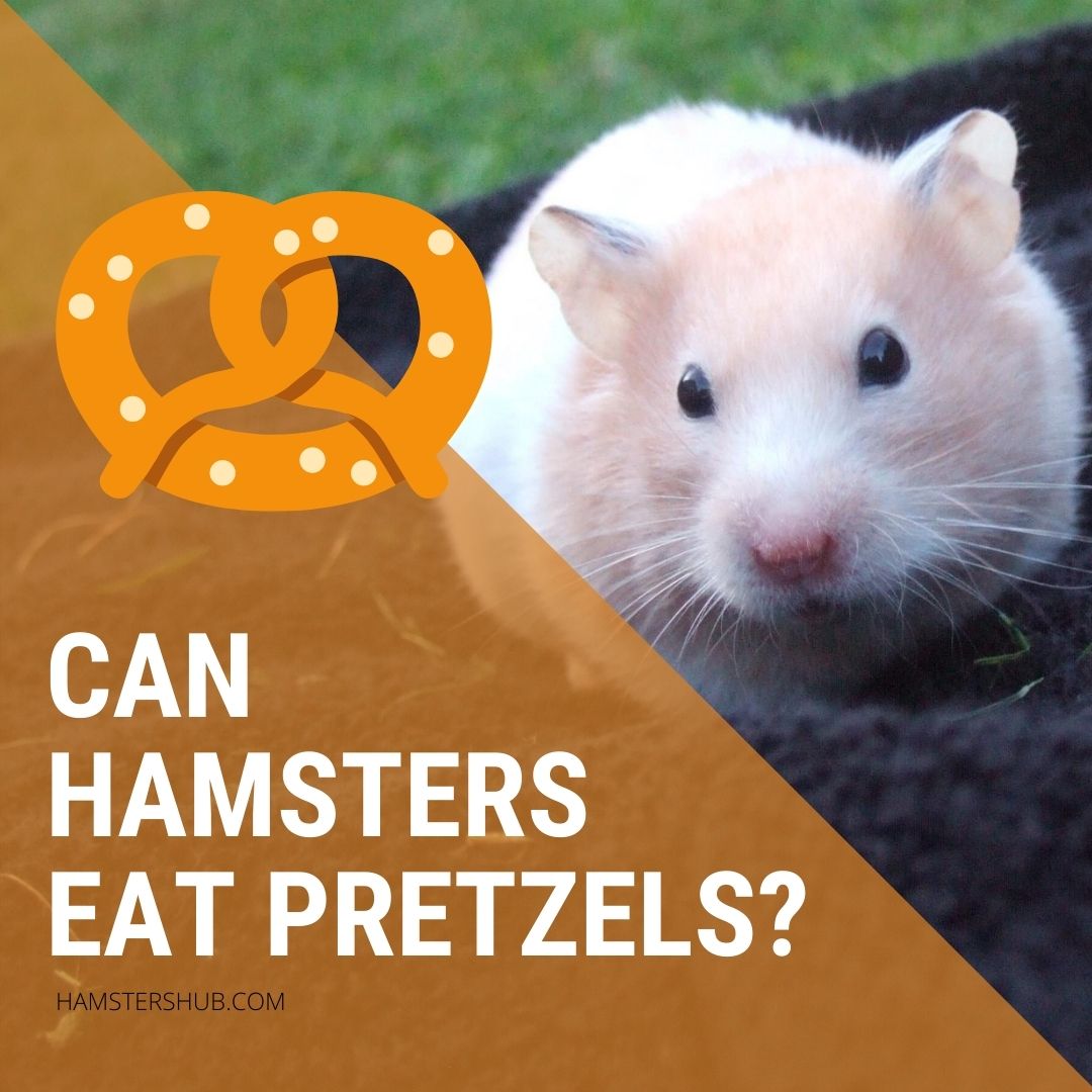 Can Hamsters eat Pretzels?