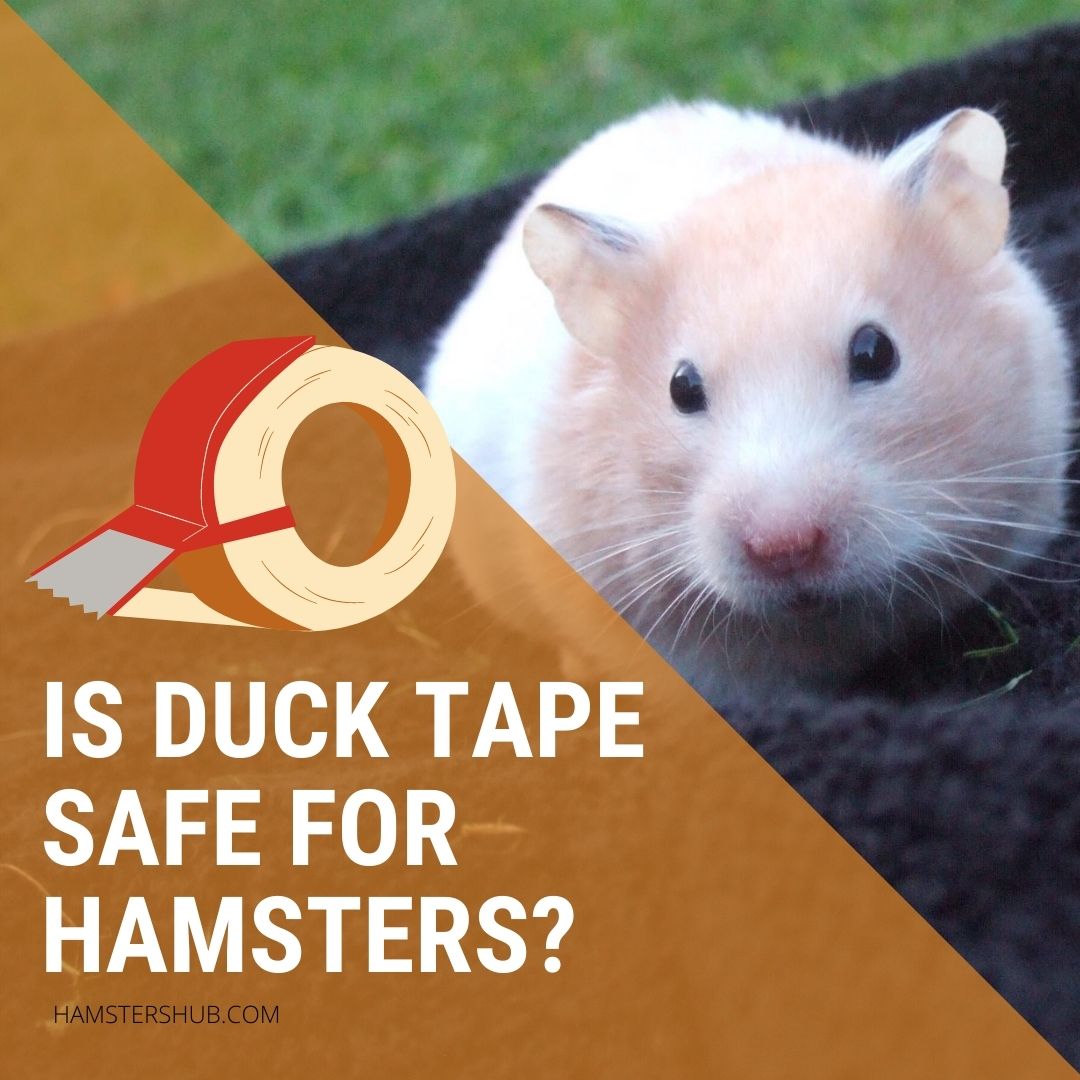 Is Duct Tape Safe for Hamsters