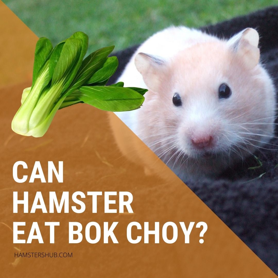 Can Hamster Eat Bok Choy