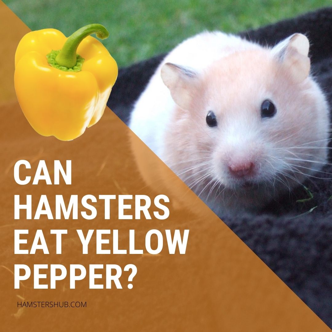 can hamsters eat Yellow Pepper