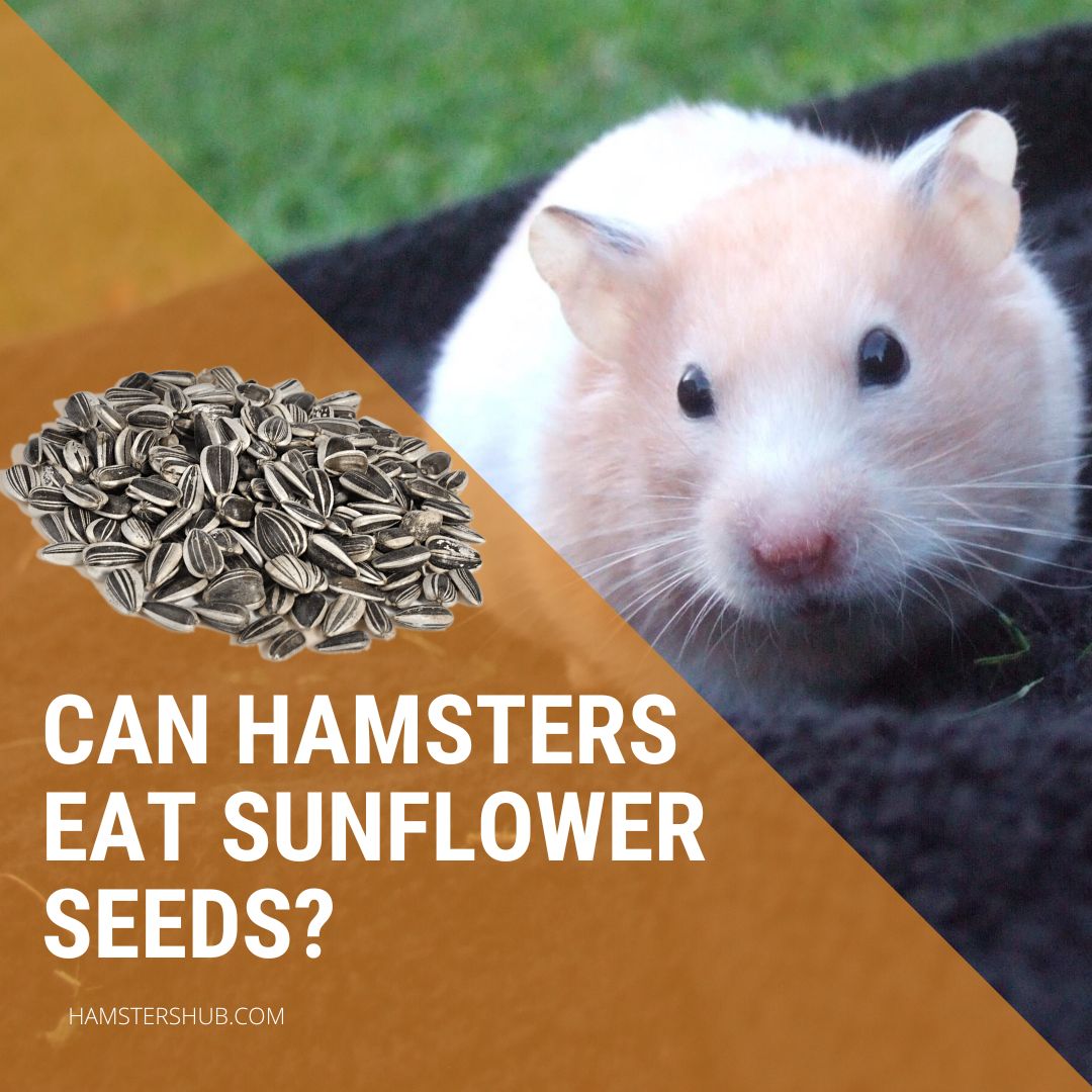 Can Hamsters Eat Sunflower Seeds