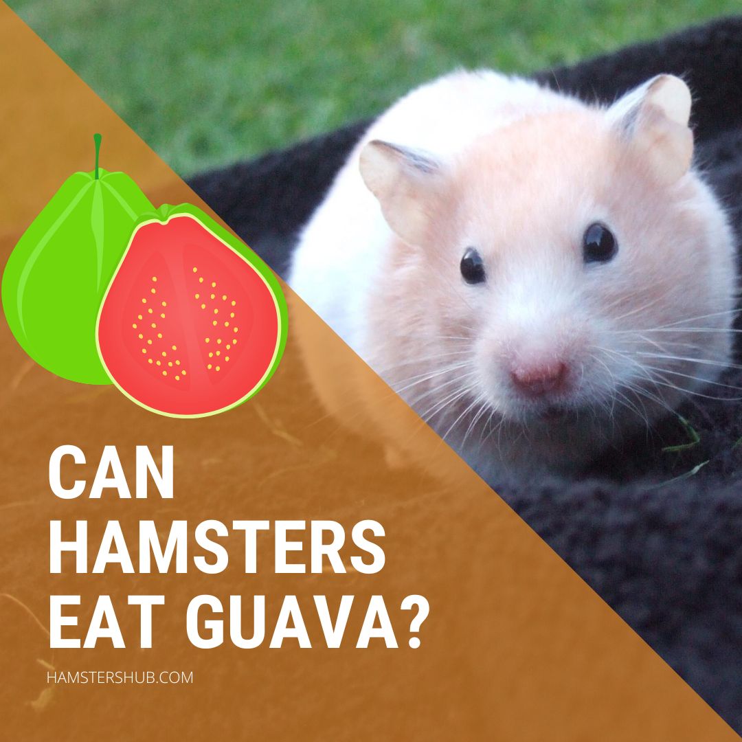 Can Hamsters Eat Guava