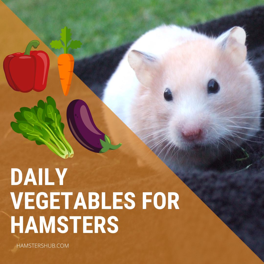 Can Hamsters Eat Vegetables Everyday