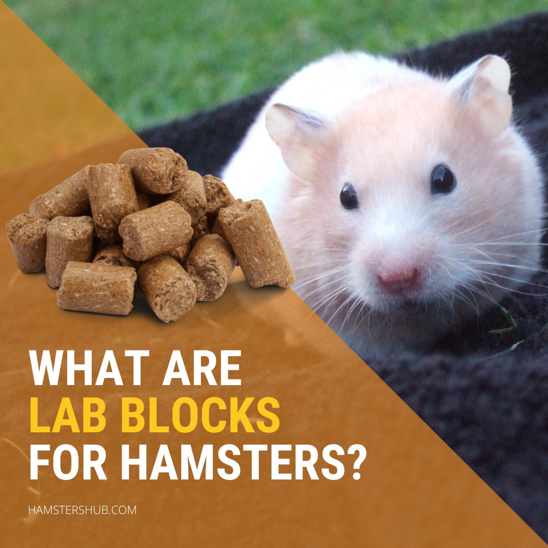 What Are Lab Blocks for Hamsters?