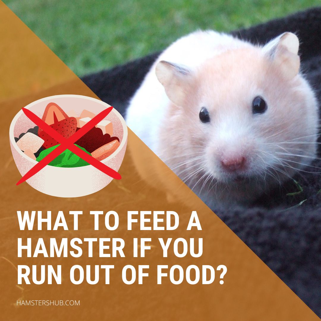 What To Feed a Hamster If You Run Out of Food?