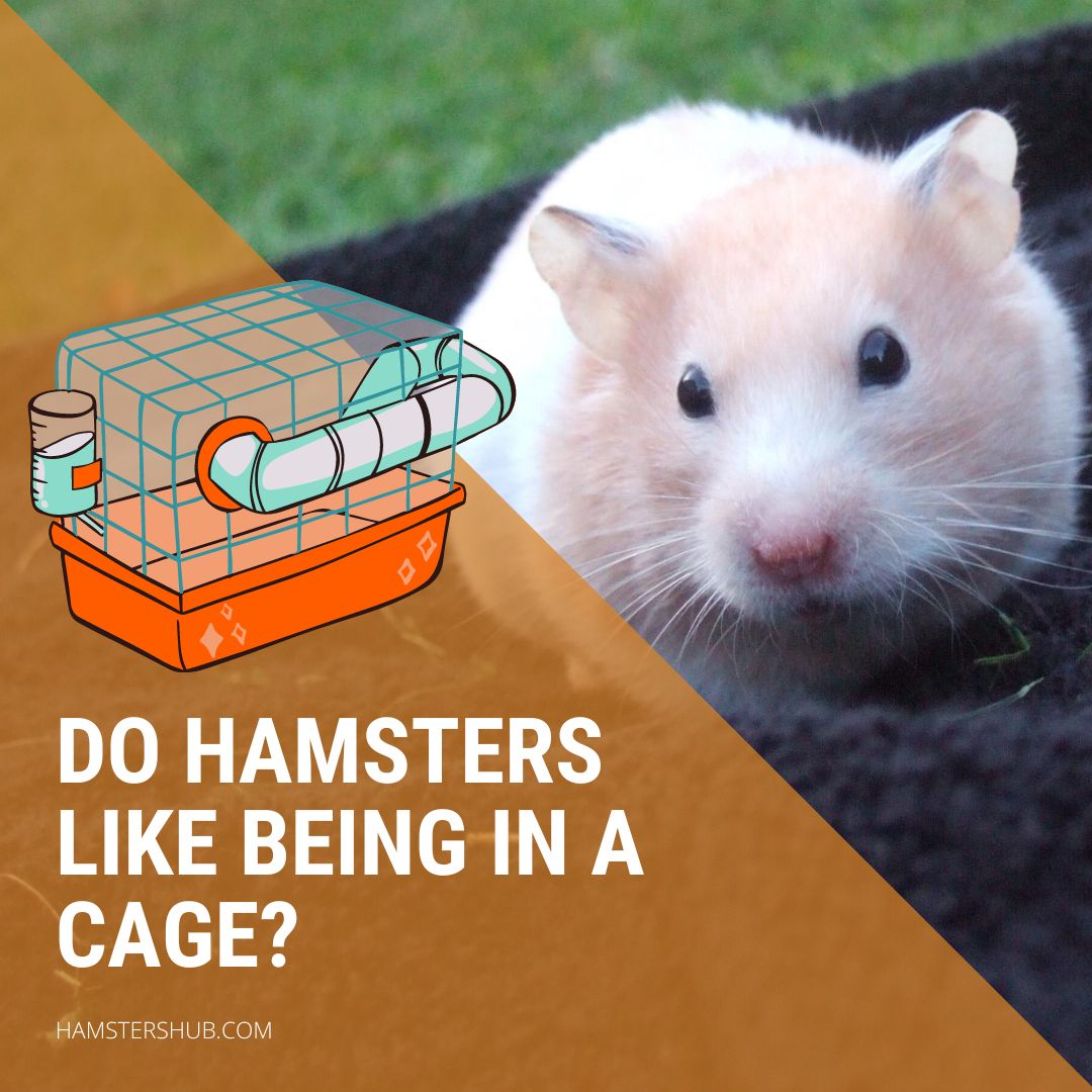 Do Hamsters Like Being In a Cage?