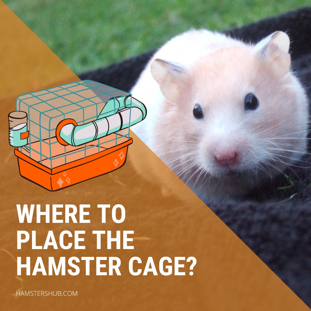 Where To Place the Hamster Cage?