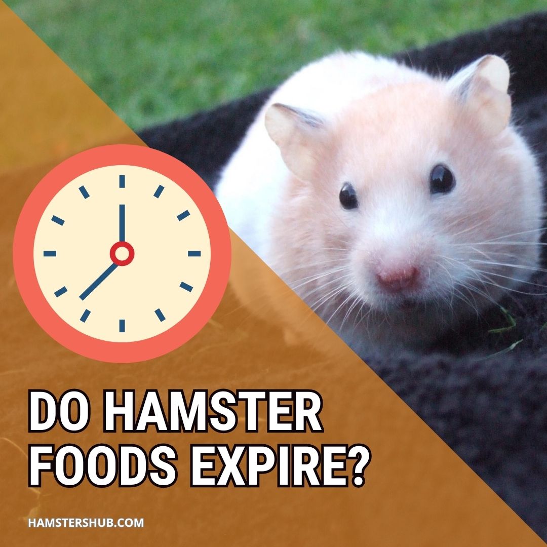 Do Hamster Foods Expire [Can They Eat Expired Food]