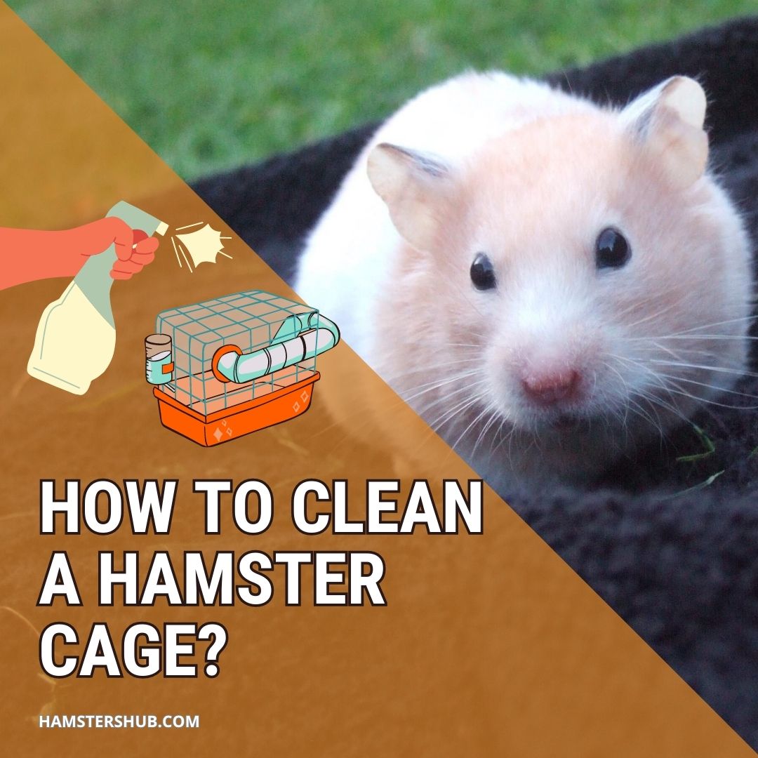 How to Clean a Hamster Cage