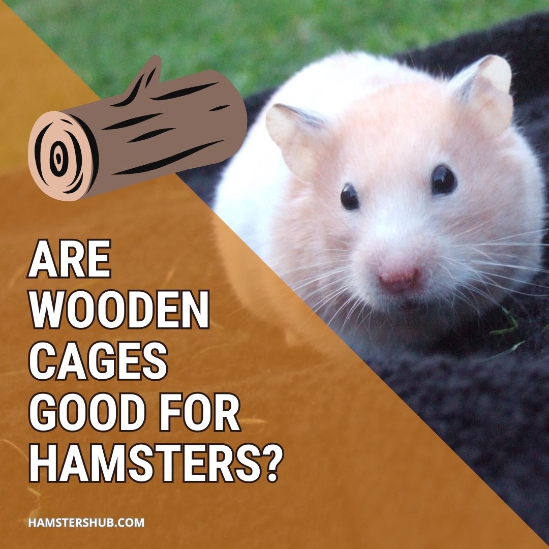 Are Wooden Cages Good for Hamsters?