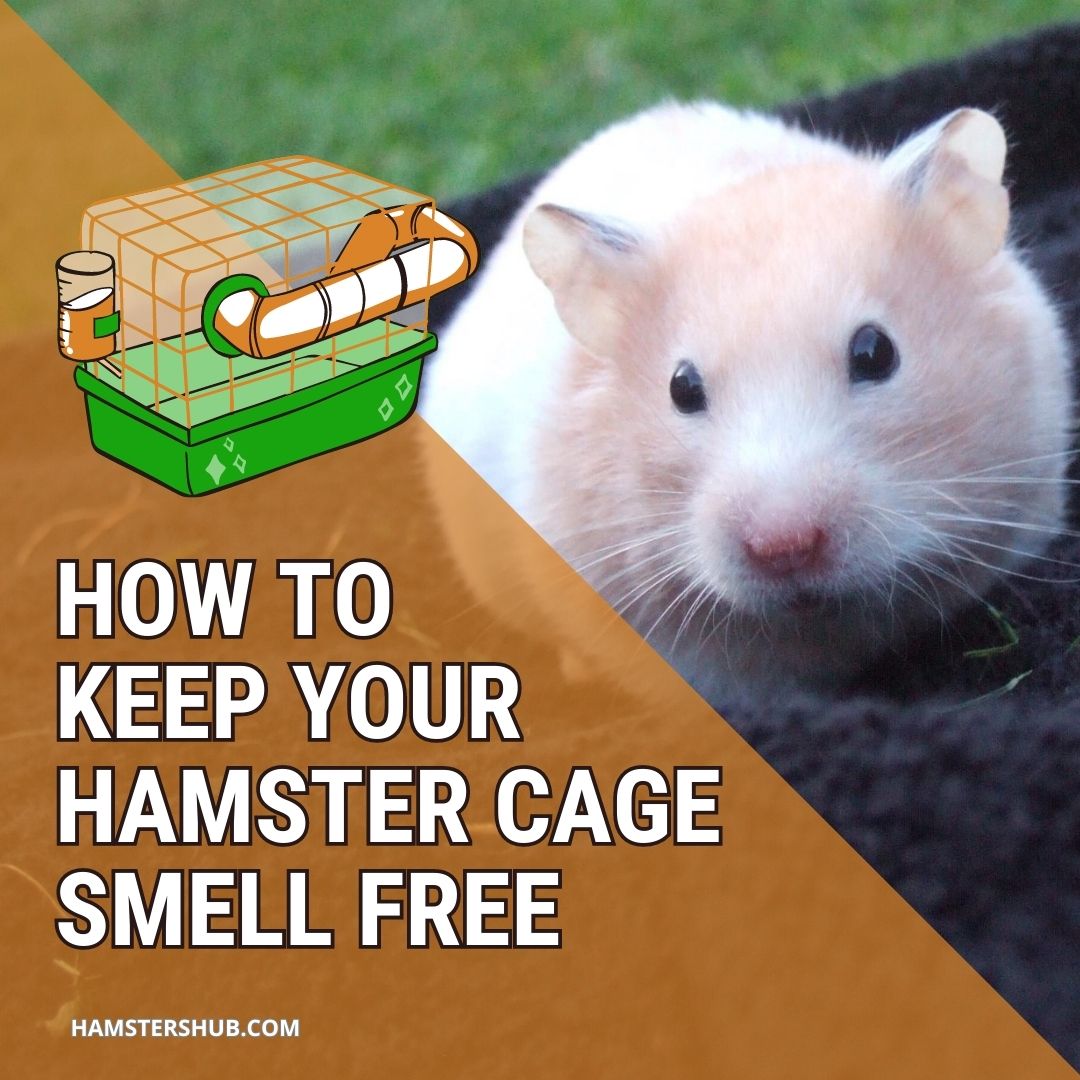 How to Keep Your Hamster Cage Smell Free