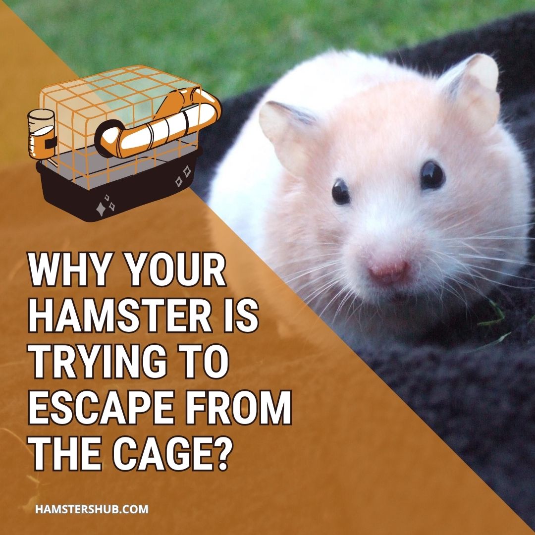 Reasons Your Hamster Is Trying To Escape from the Cage