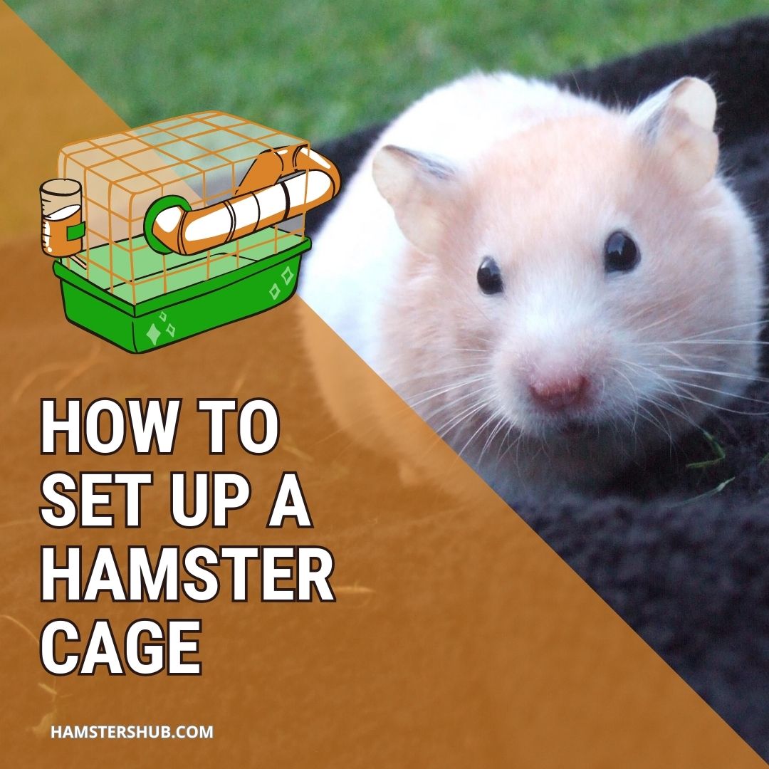 How to Set up a Hamster Cage