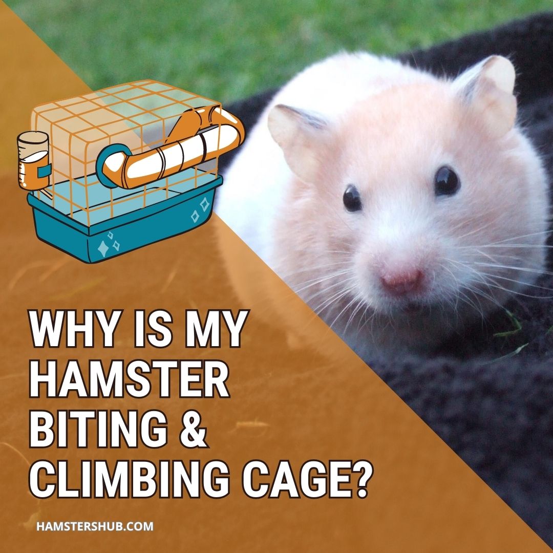 Why Is My Hamster Biting & Climbing Cage?