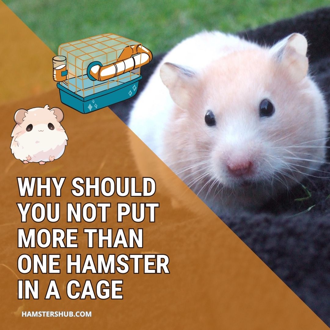 Why Should You Not Put More Than One Hamster In A Cage