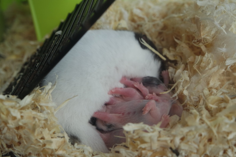 hamsters babies