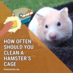 How Often Should You Clean a Hamster’s Cage