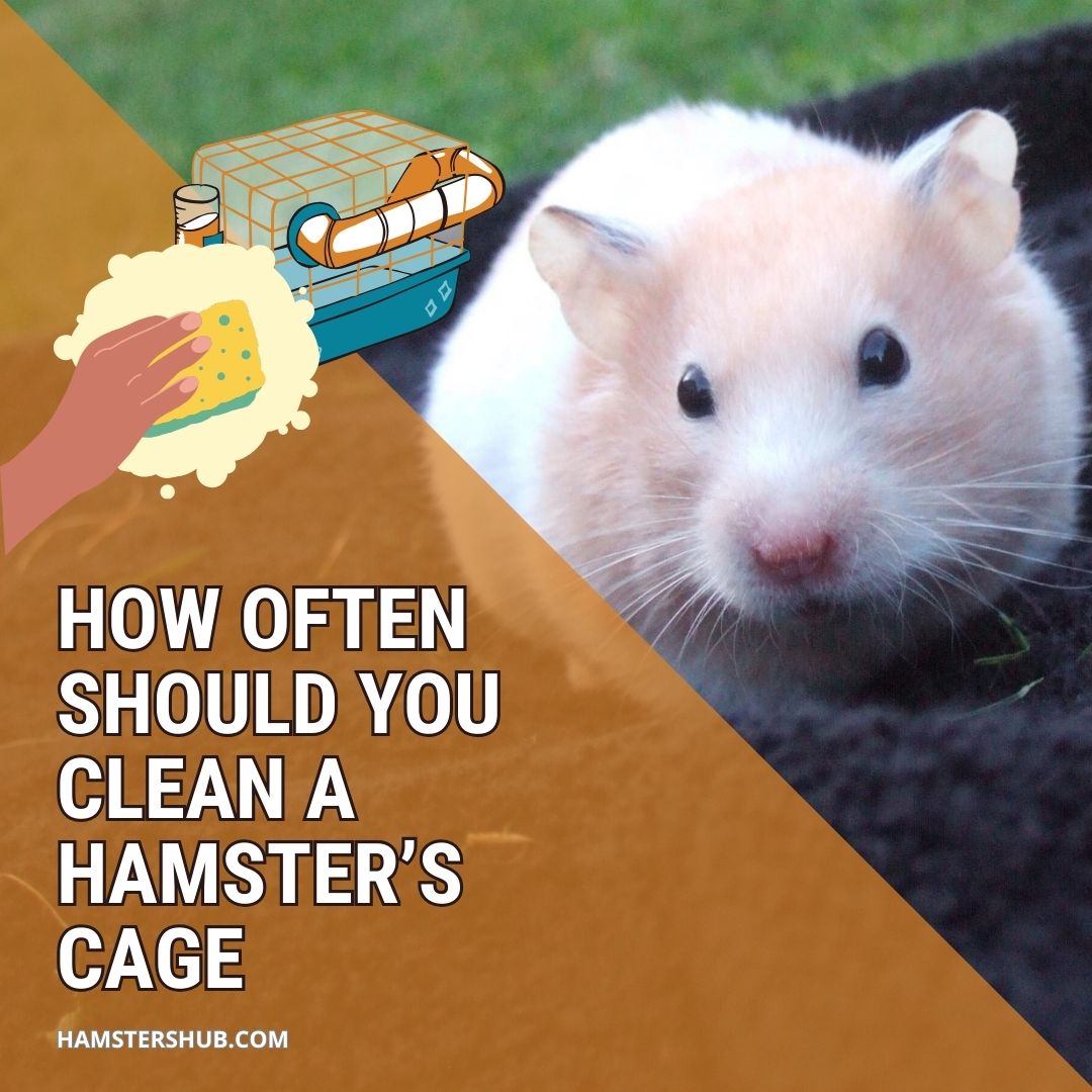 How Often Should You Clean a Hamster’s Cage