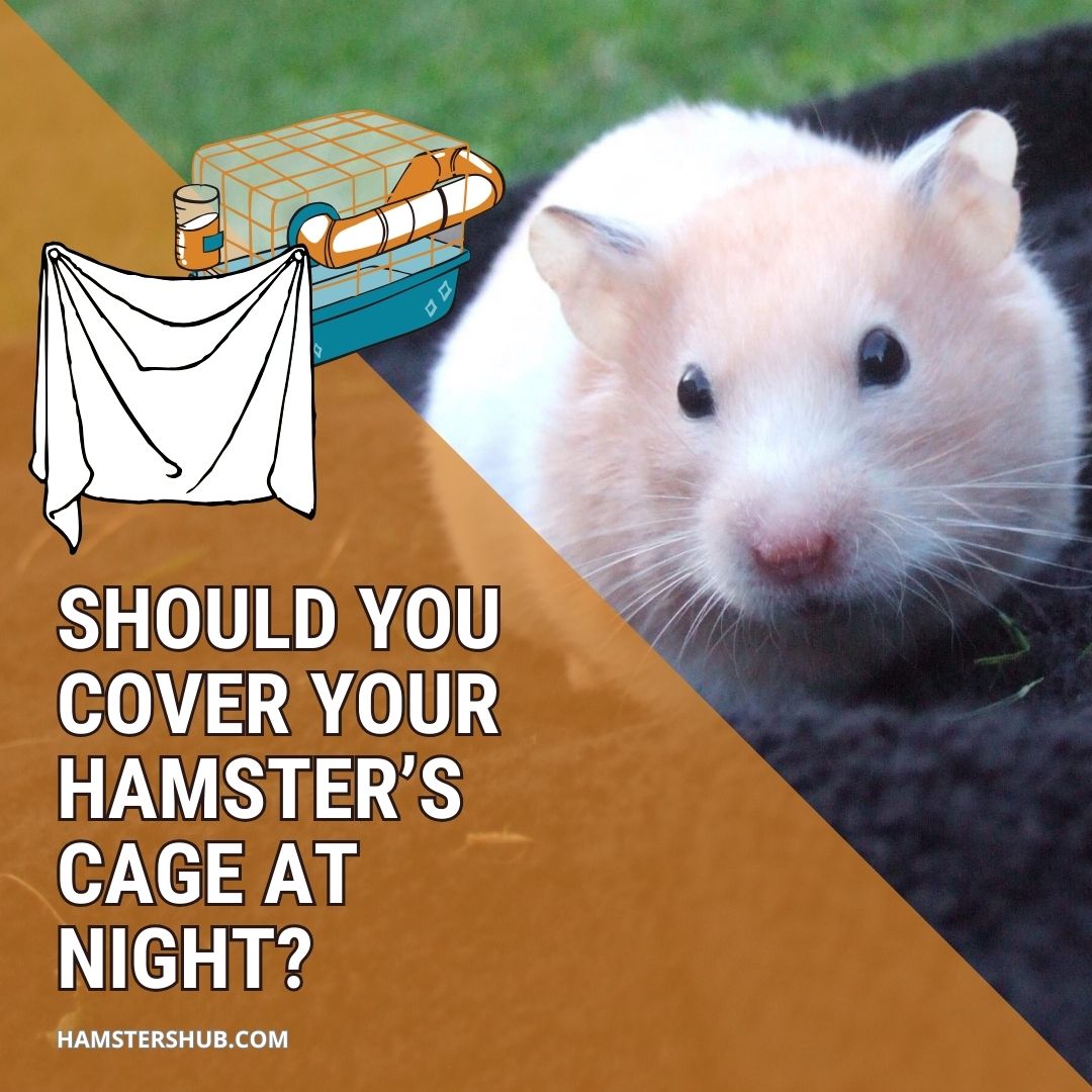 Should You Cover Your Hamster’s Cage at Night?